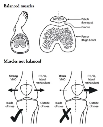 muscles