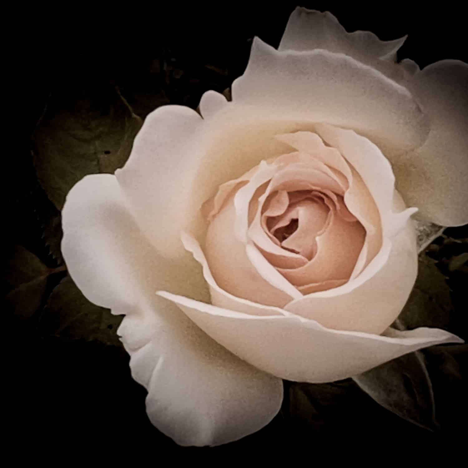 In memory of donation